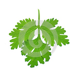 Fresh coriander or cilantro herb isolated on white background