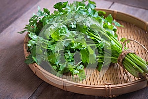 Fresh coriander, cilantro leaves on basket