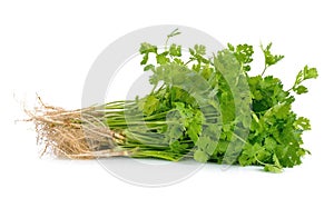 Fresh coriander cilantro with roots on white background