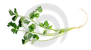 The Fresh coriander for cooking isolate on white