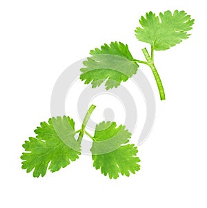 Fresh coriander isolated on white background. Top view