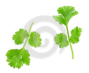 Fresh coriander isolated on white background. Top view