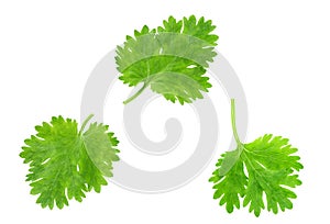 Fresh coriander isolated on white background. Top view