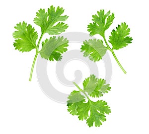 Fresh coriander isolated on white background. Top view