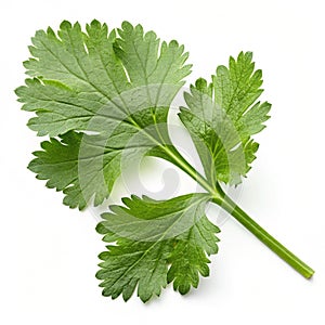Coriander leaf isolated on white background