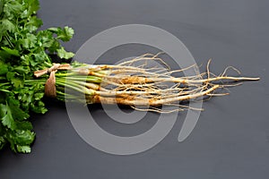 Fresh coriander root on dark