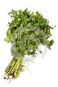 Fresh coriander with roots bunch