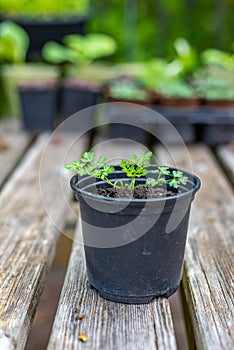 Fresh Coriander Seedling: Growing Green Goodness on Your Patio