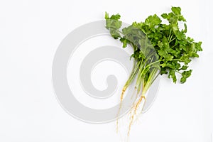 Fresh coriander on white