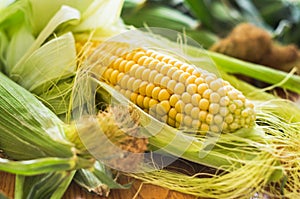 Fresh corn