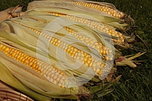 Fresh corn