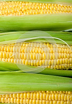 Fresh corn