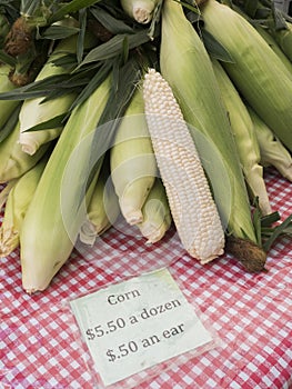 Fresh Corn