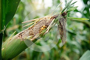 Fresh corn for animal in the field