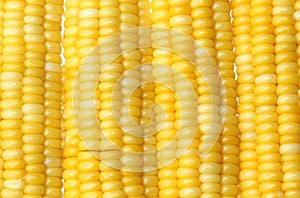 Fresh corn cob