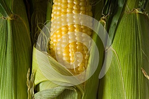 Fresh Corn on the cob photo