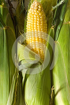 Fresh Corn on the cob