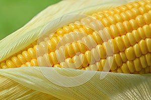 Fresh corn cob