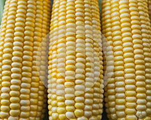 Fresh Corn on the Cob Close-Up
