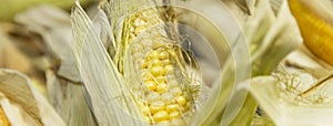 Fresh corn cob on the counter. Healthy foods and vegetarianism. Close-up. Panorama format