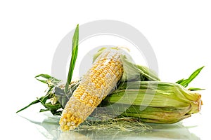 fresh corn cob with husk on white background