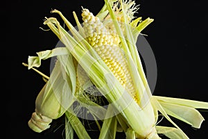 Fresh corn on the cob over a black background