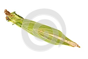 Fresh corn on the cob unpeeled photo