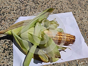 Fresh corn and cob white background