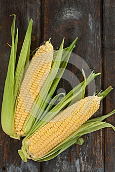 Fresh Corn Cobs