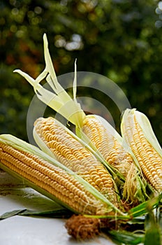 Fresh corn cobs with corn leaves on a white table close up on the blurred nature background