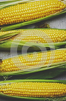 Fresh corn cobs with leaves on gray linen background, top view