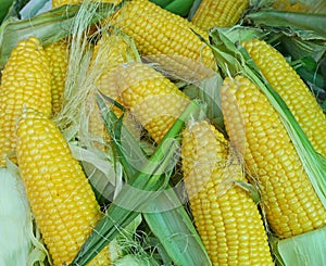 Fresh corn