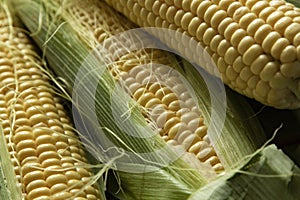 Fresh Corn on Cobs on old wooden table, top view, closeup