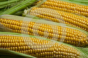 Fresh corn on cobs on rustic wooden table, close up. Sweet corn ears background