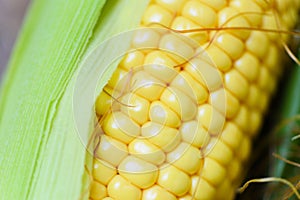 Fresh corn on cobs and sweet corn ears on rustic wooden table background close up