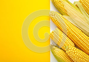 Fresh corn on cobs on white and yellow background