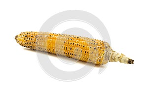 Sweet Corn