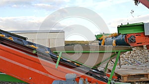 Fresh corn on conveyor belt at the factory, processing of ripe cobs, food industry concept