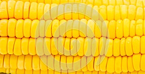 Fresh cornFresh corn ears with leaves