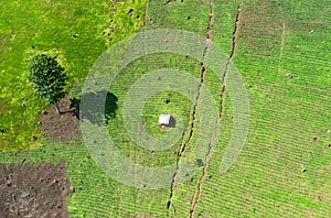 Fresh corn field aerial view