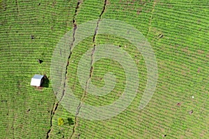 Fresh corn field aerial view