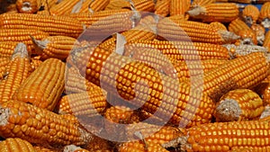 Fresh corn on the ground