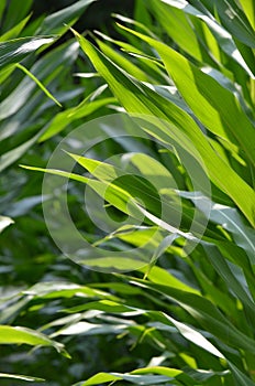 Fresh corn is growing