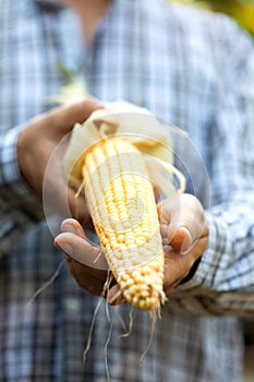 Fresh corn in hands