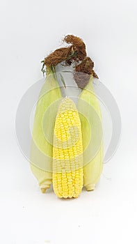 fresh corn on isolated white background