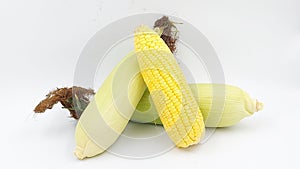 fresh corn on isolated white background