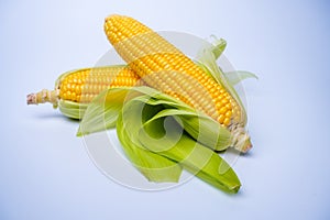 Fresh corn or maize isolated in white background