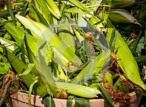 Fresh corn at a market