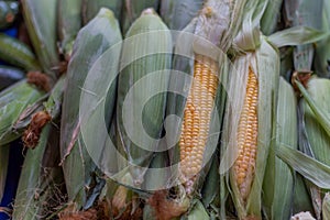 Fresh corn in market