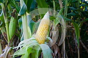 Fresh corn open show grain in the field.